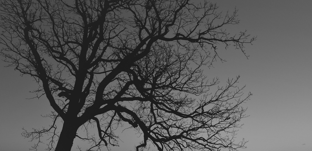 tree, horror, fall, october